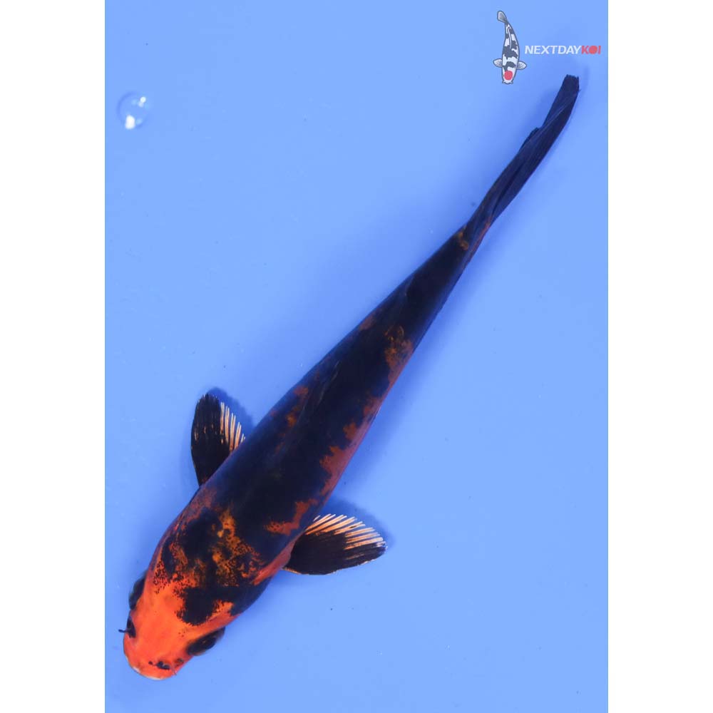 4.5” Imported Doitsu Kin Aka Bekko