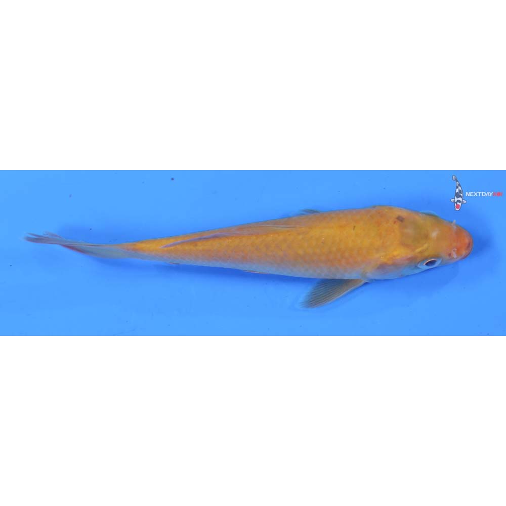 5” Imported Chagoi