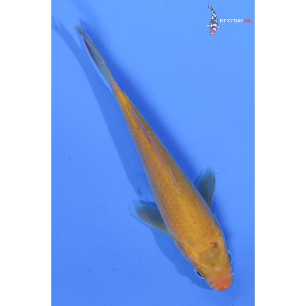 5” Imported Chagoi