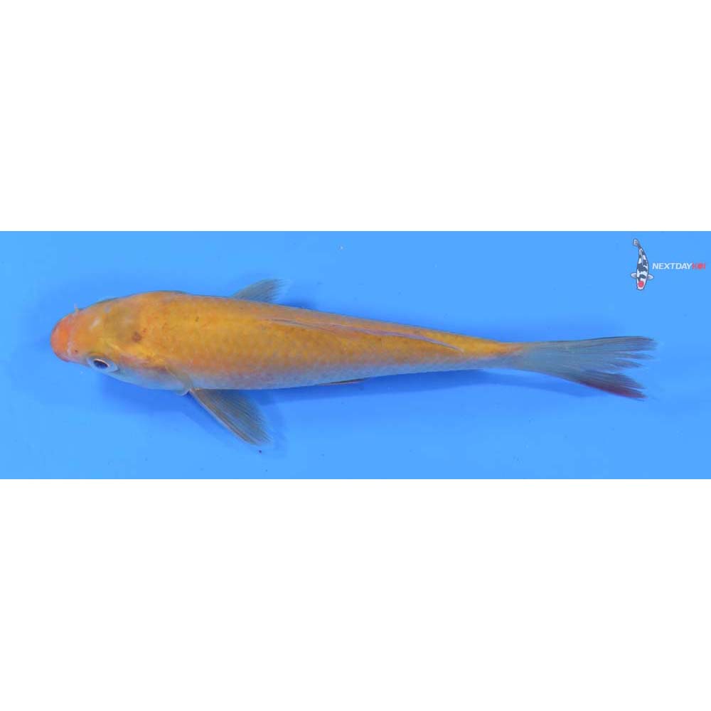 5” Imported Chagoi