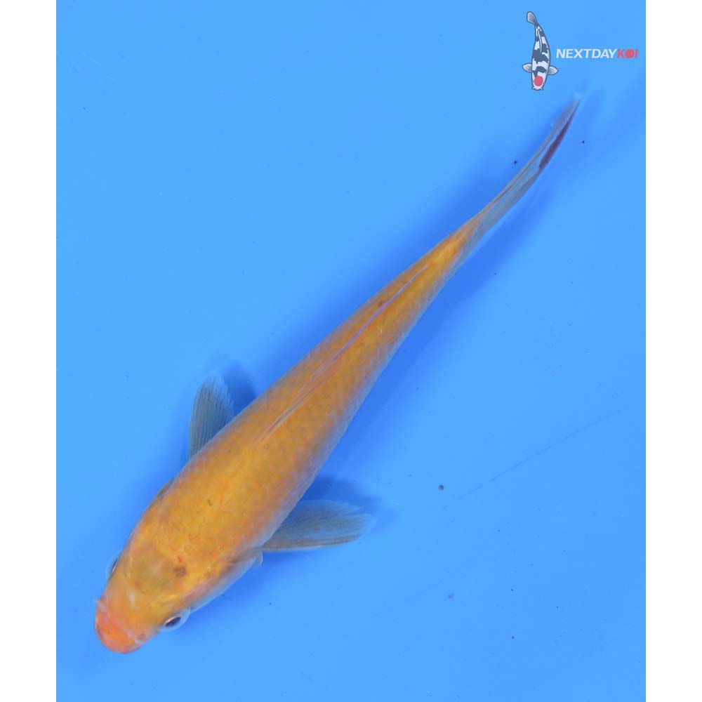 5” Imported Chagoi