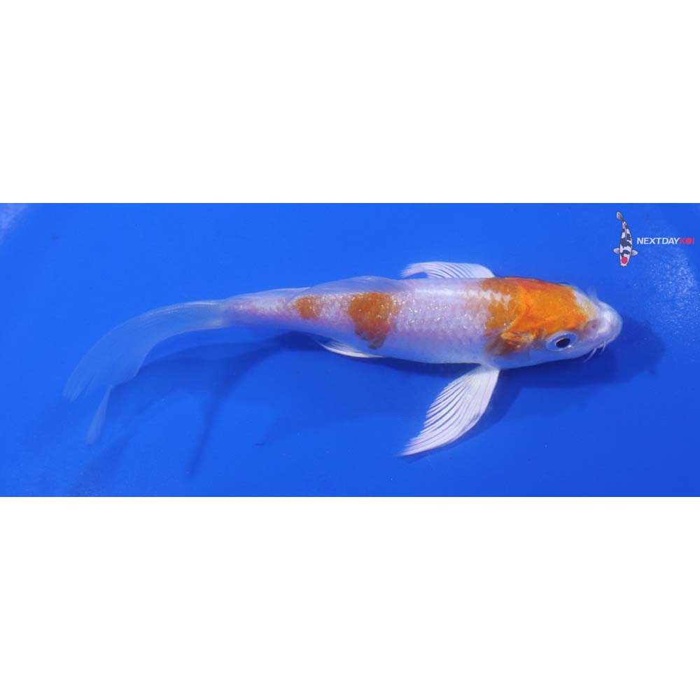 4.5” Imported Hariwake Butterfly Koi