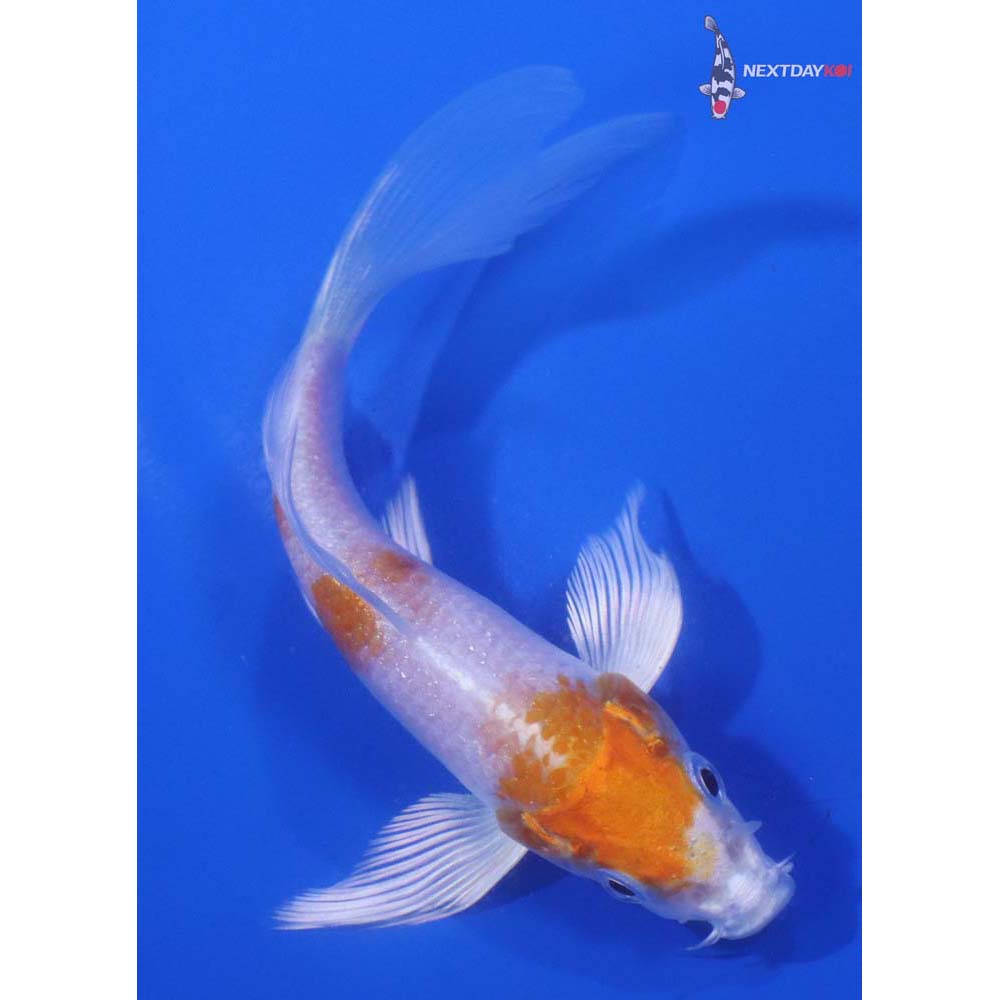 4.5” Imported Hariwake Butterfly Koi