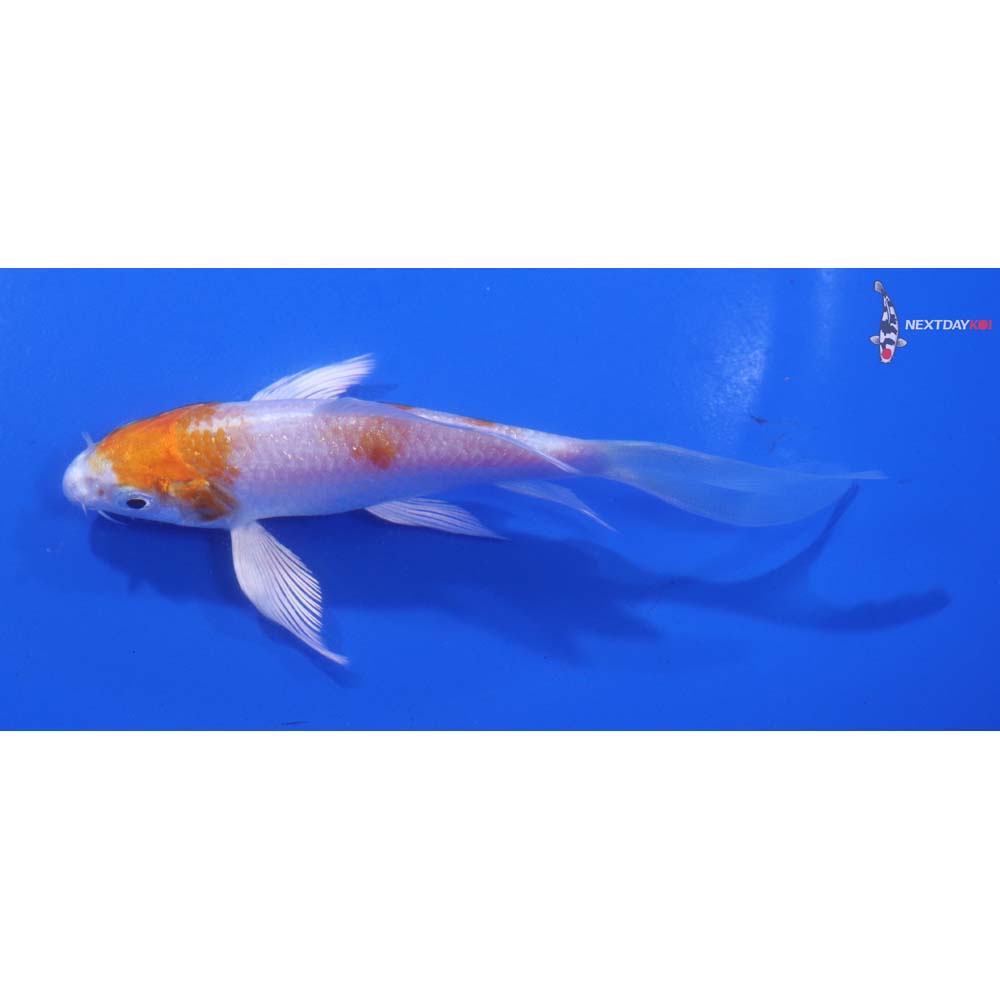 4.5” Imported Hariwake Butterfly Koi