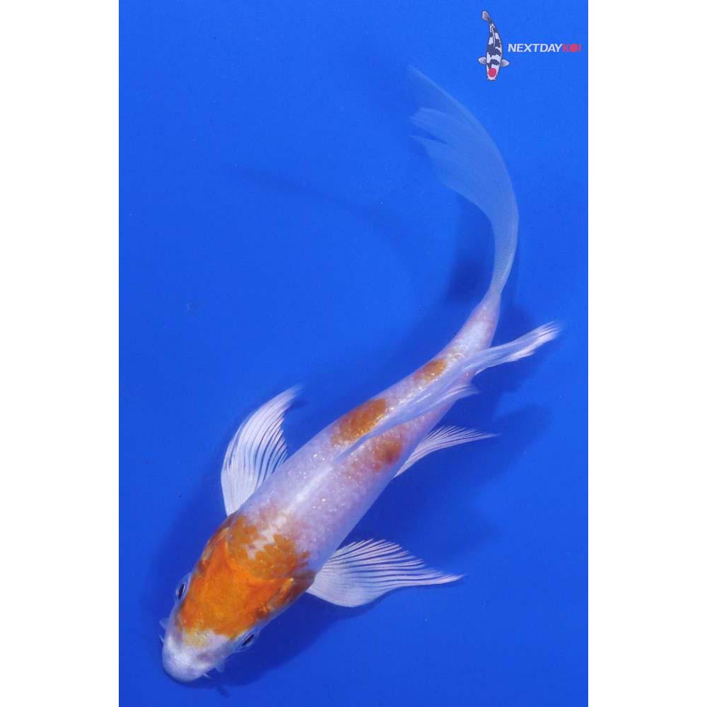 4.5” Imported Hariwake Butterfly Koi