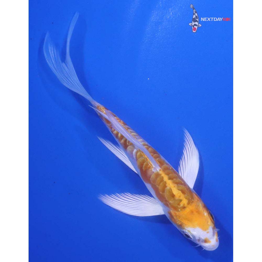 4.5” Imported Kikusui Butterfly Koi