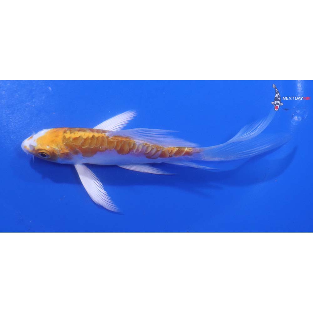 4.5” Imported Kikusui Butterfly Koi
