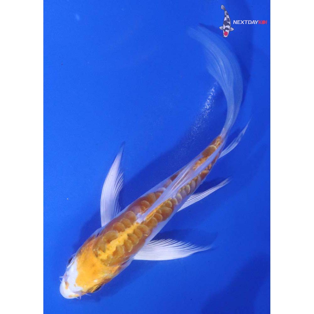 4.5” Imported Kikusui Butterfly Koi