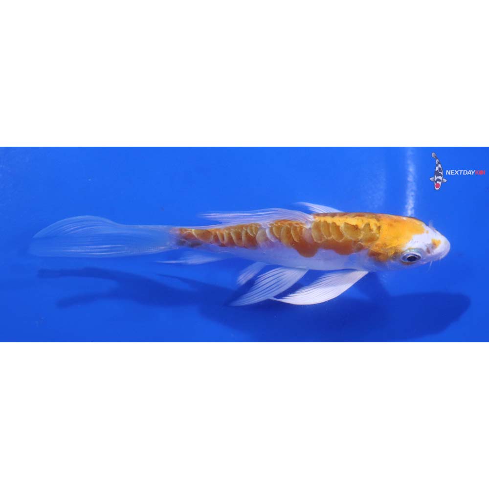 4.5” Imported Kikusui Butterfly Koi
