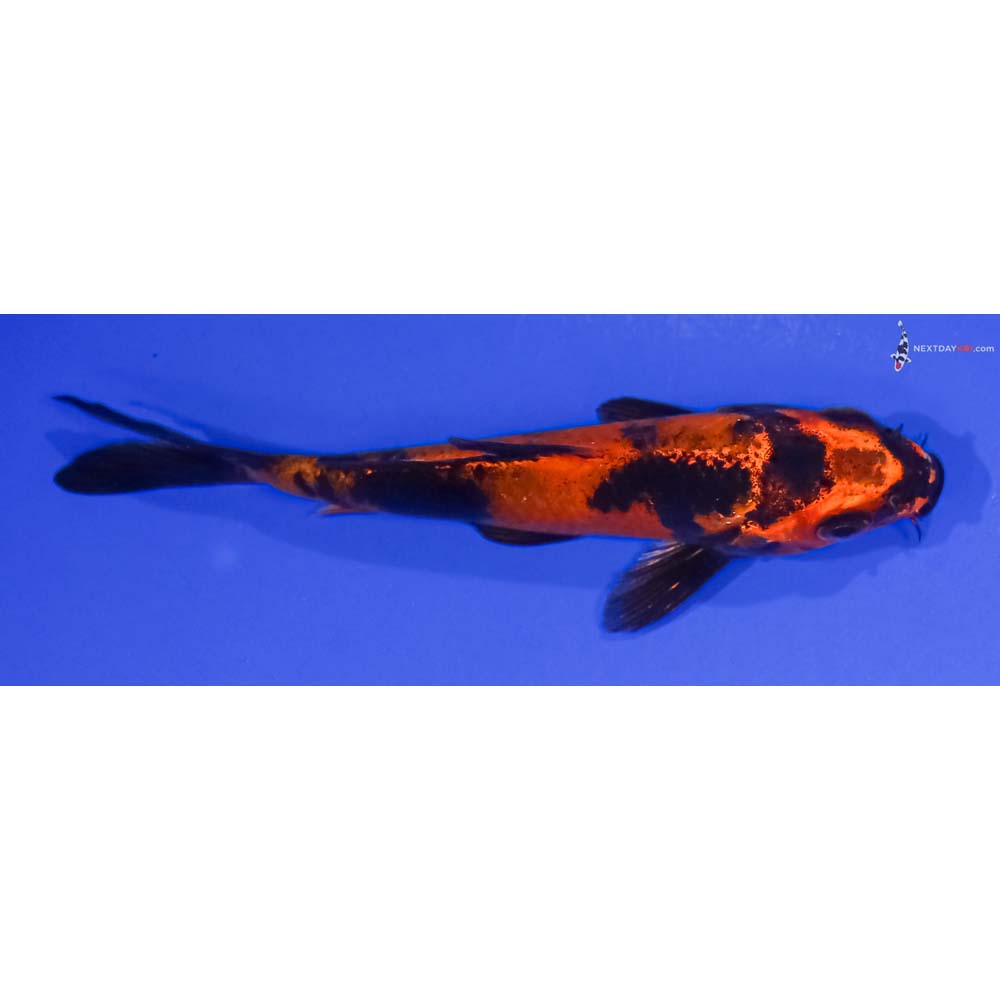 4.5” Imported Kin Hi Utsuri