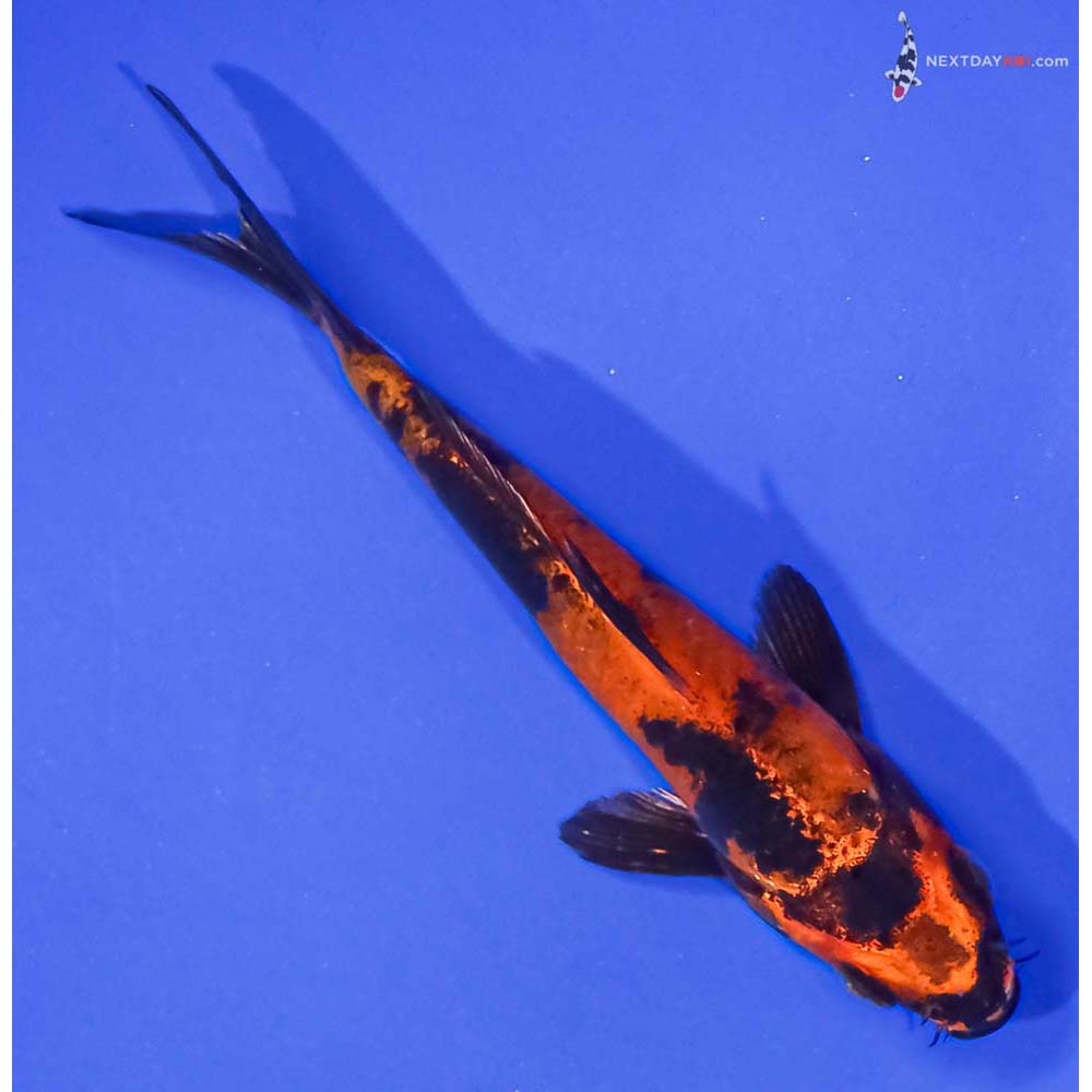 4.5” Imported Kin Hi Utsuri