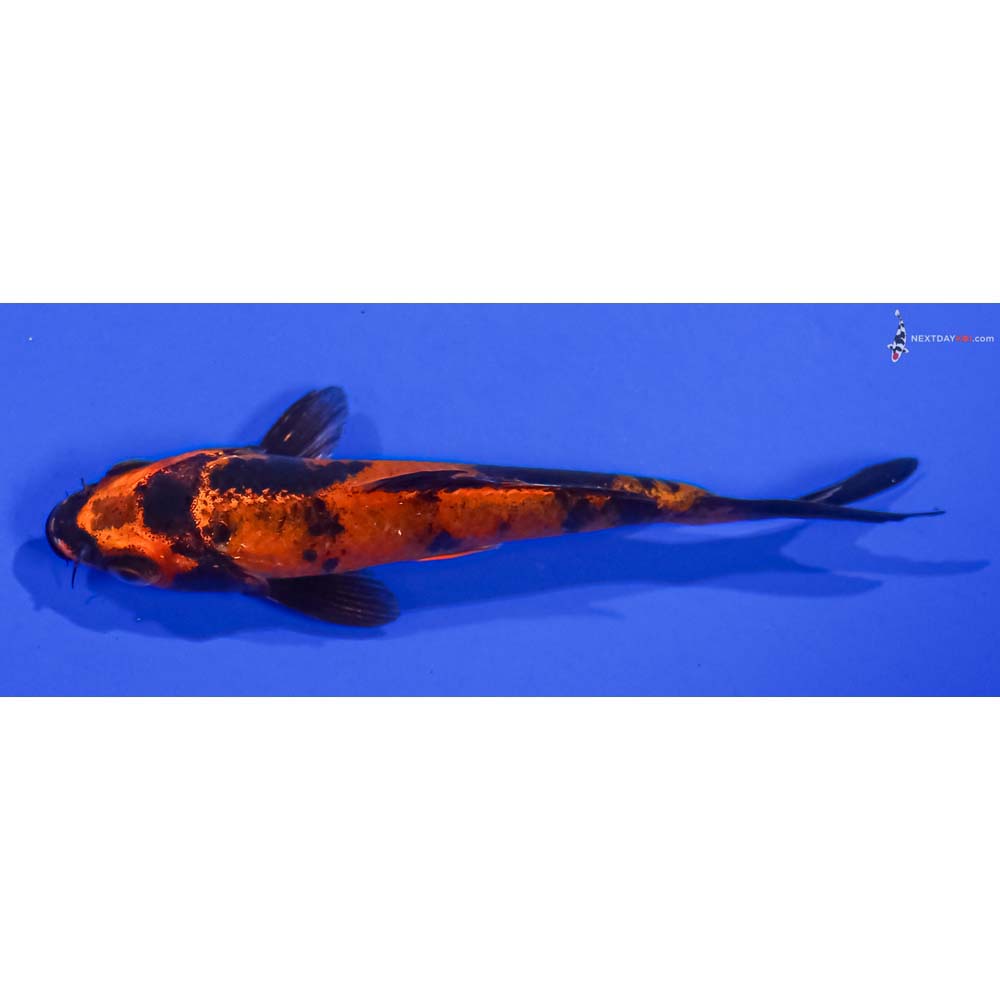 4.5” Imported Kin Hi Utsuri