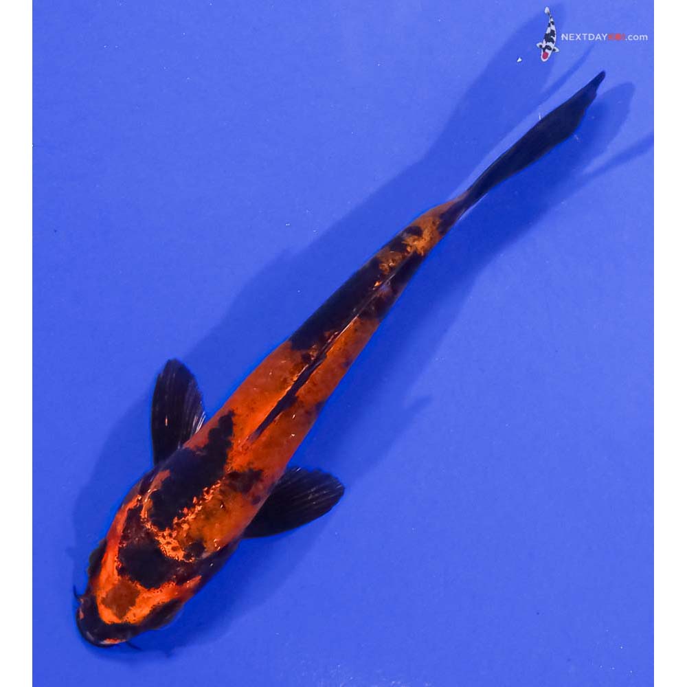 4.5” Imported Kin Hi Utsuri
