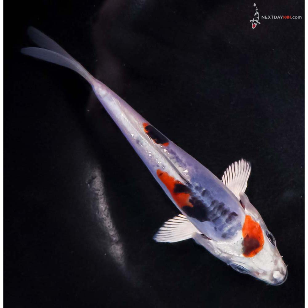 4.5” Imported Heisei Nishiki