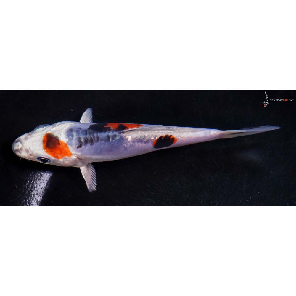 4.5” Imported Heisei Nishiki