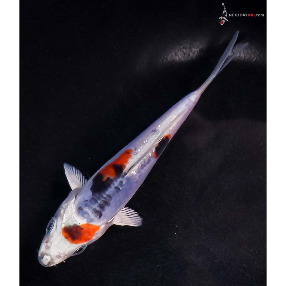 4.5” Imported Heisei Nishiki