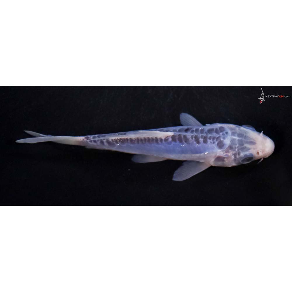 4.5” Imported Shusui