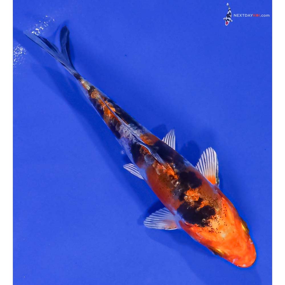 5” Imported Heisei Nishiki