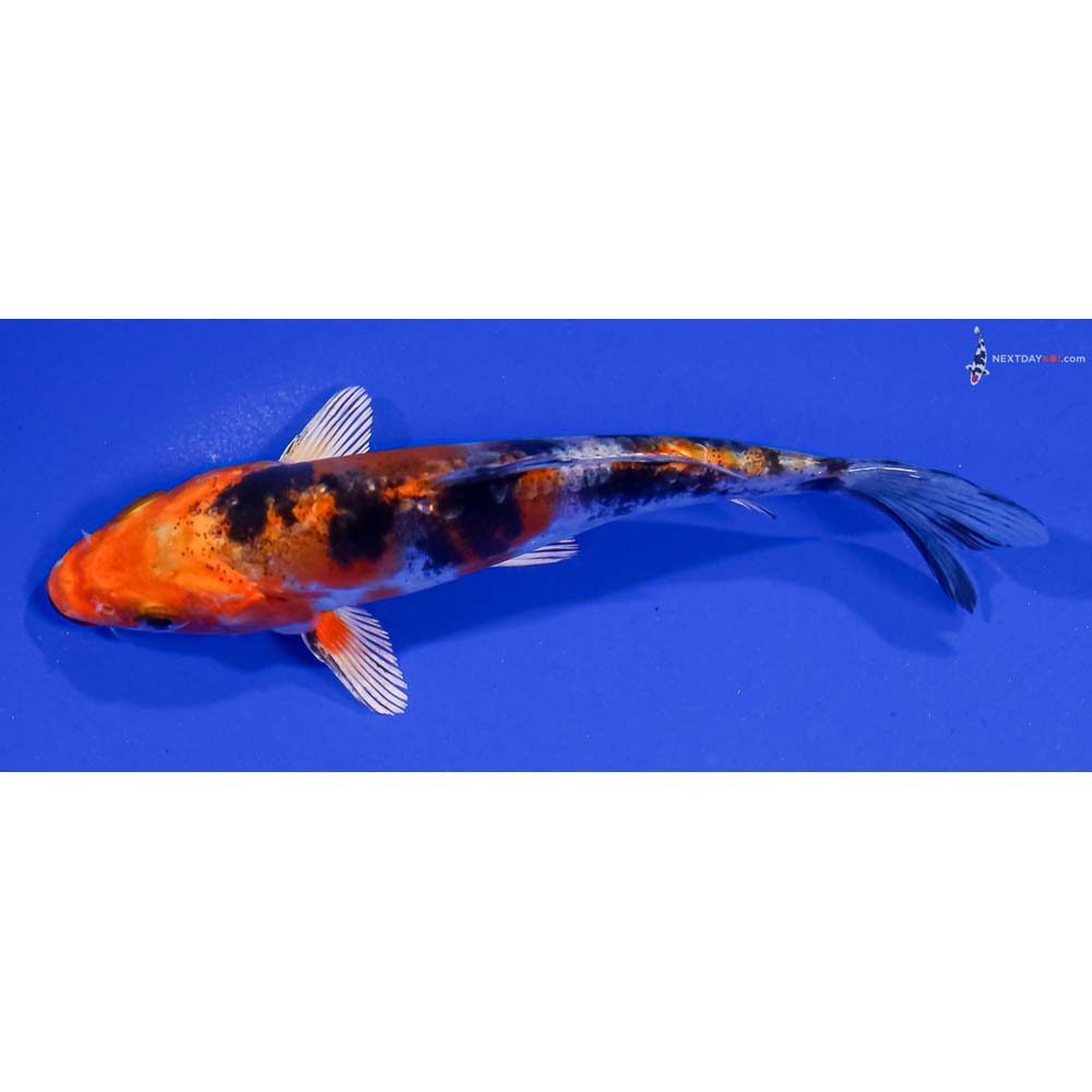 5” Imported Heisei Nishiki