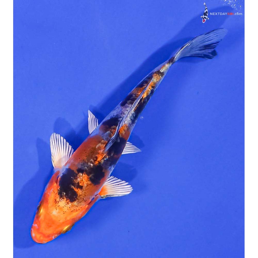5” Imported Heisei Nishiki