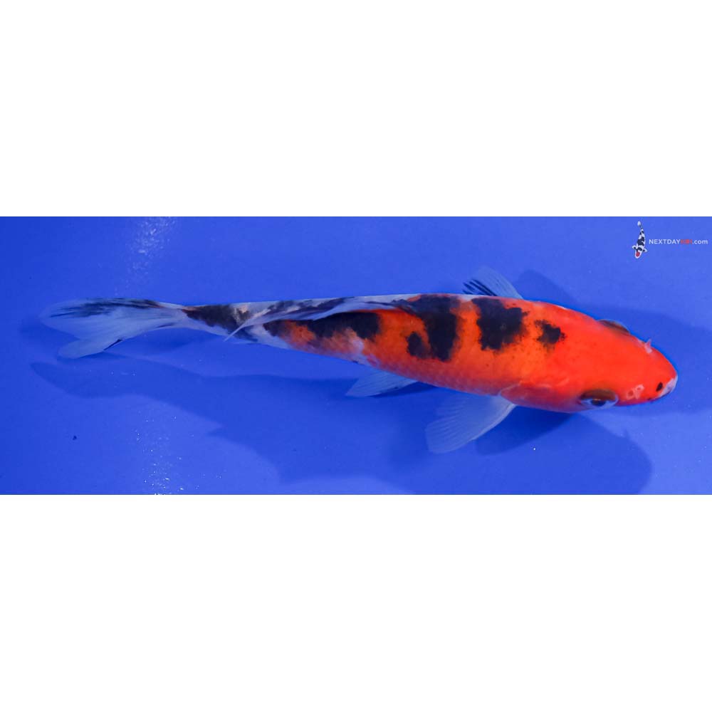 5” Imported Sanke