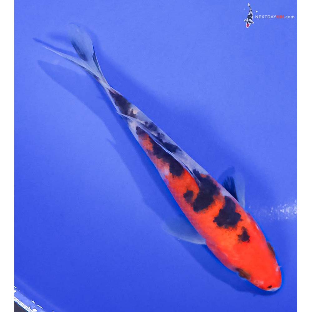 5” Imported Sanke