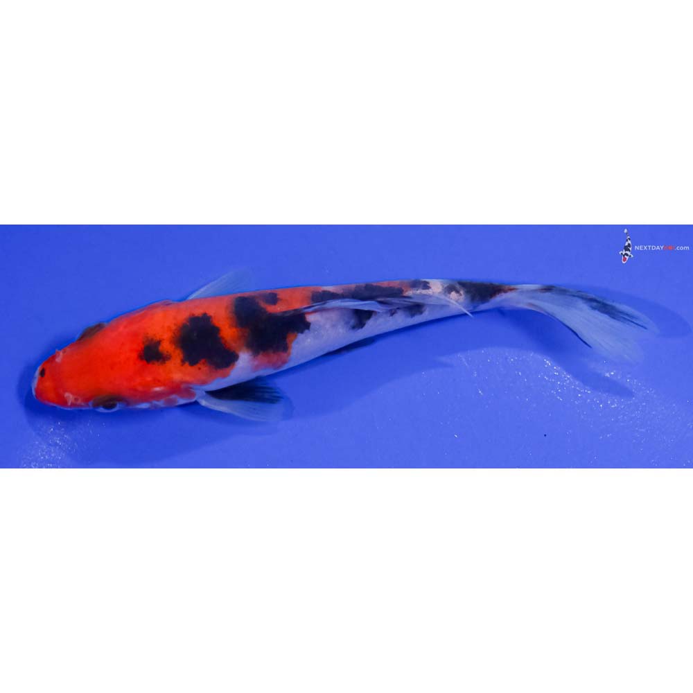 5” Imported Sanke