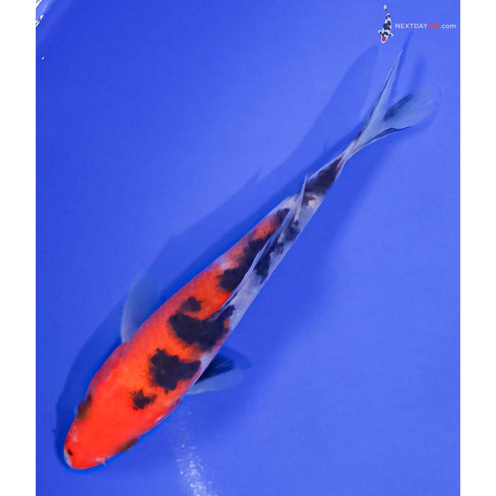 5” Imported Sanke