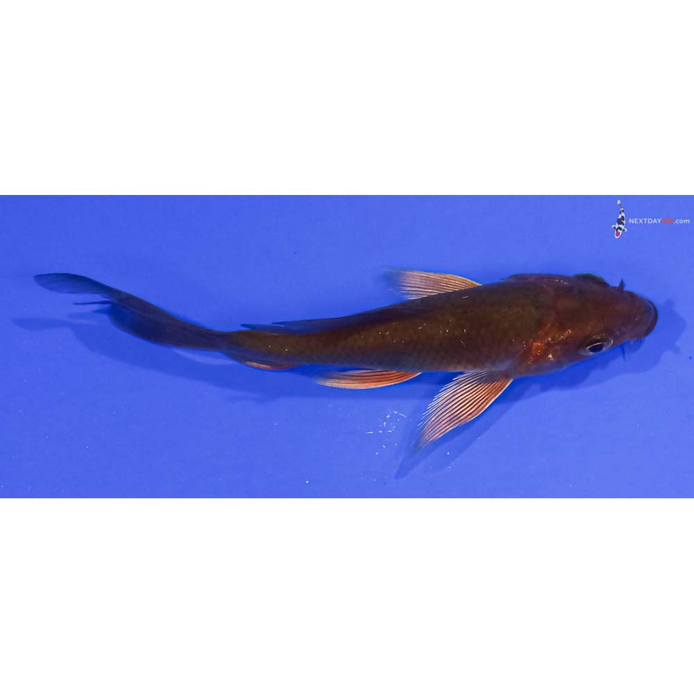 4” Imported Chagoi Butterfly Koi