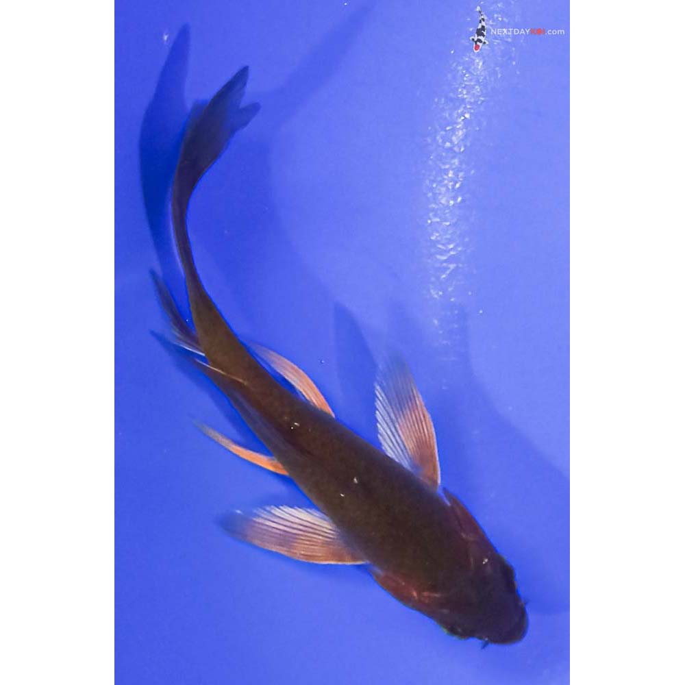 4” Imported Chagoi Butterfly Koi
