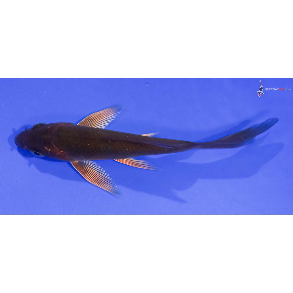 4” Imported Chagoi Butterfly Koi