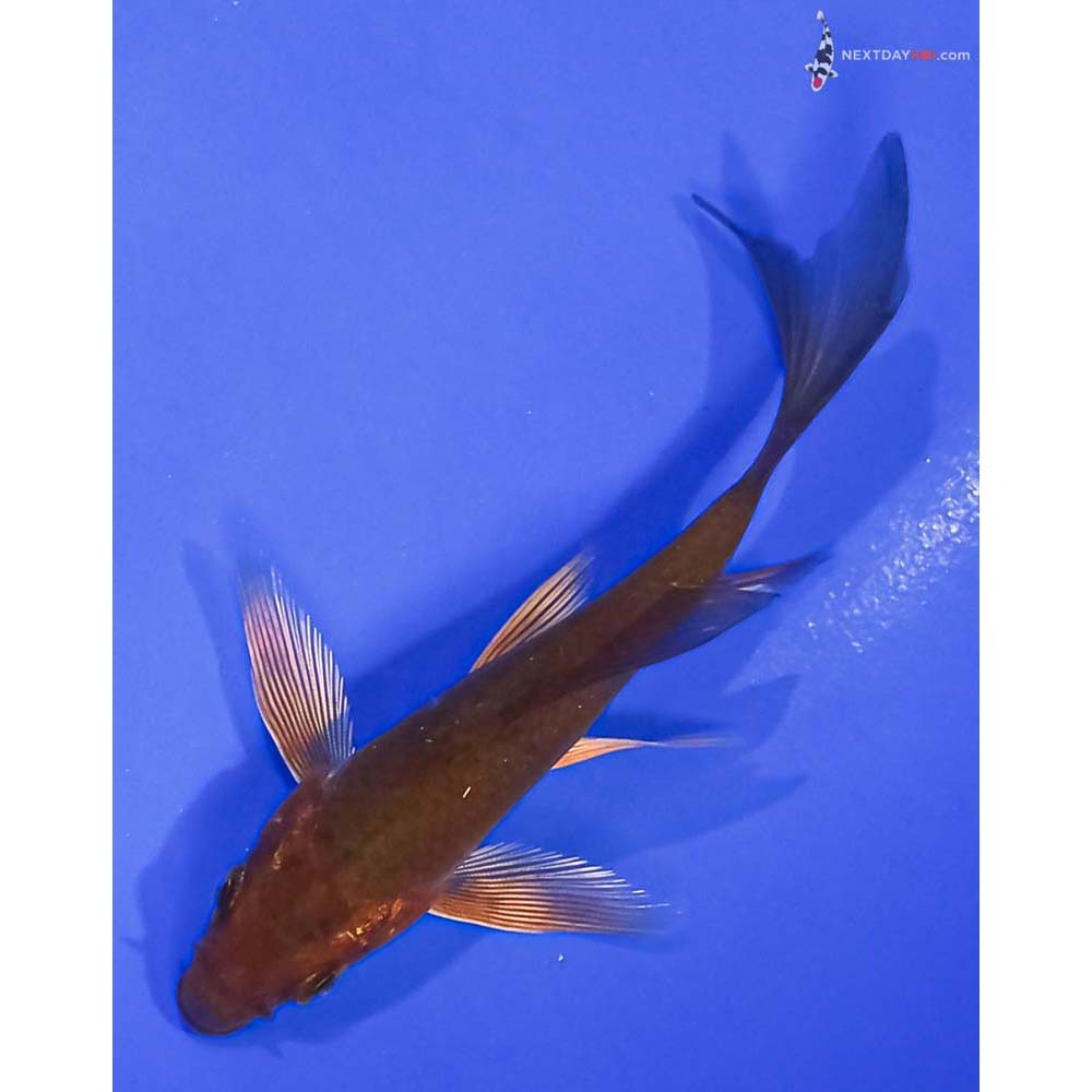 4” Imported Chagoi Butterfly Koi