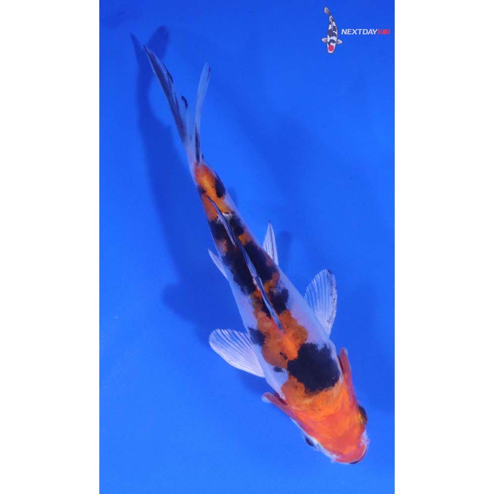 4.5” Imported Heisei Nishiki