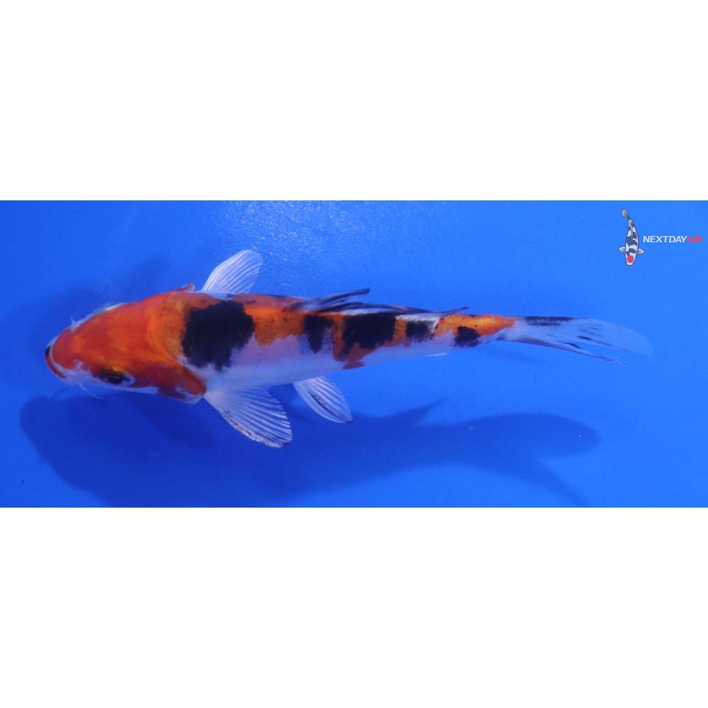 4.5” Imported Heisei Nishiki