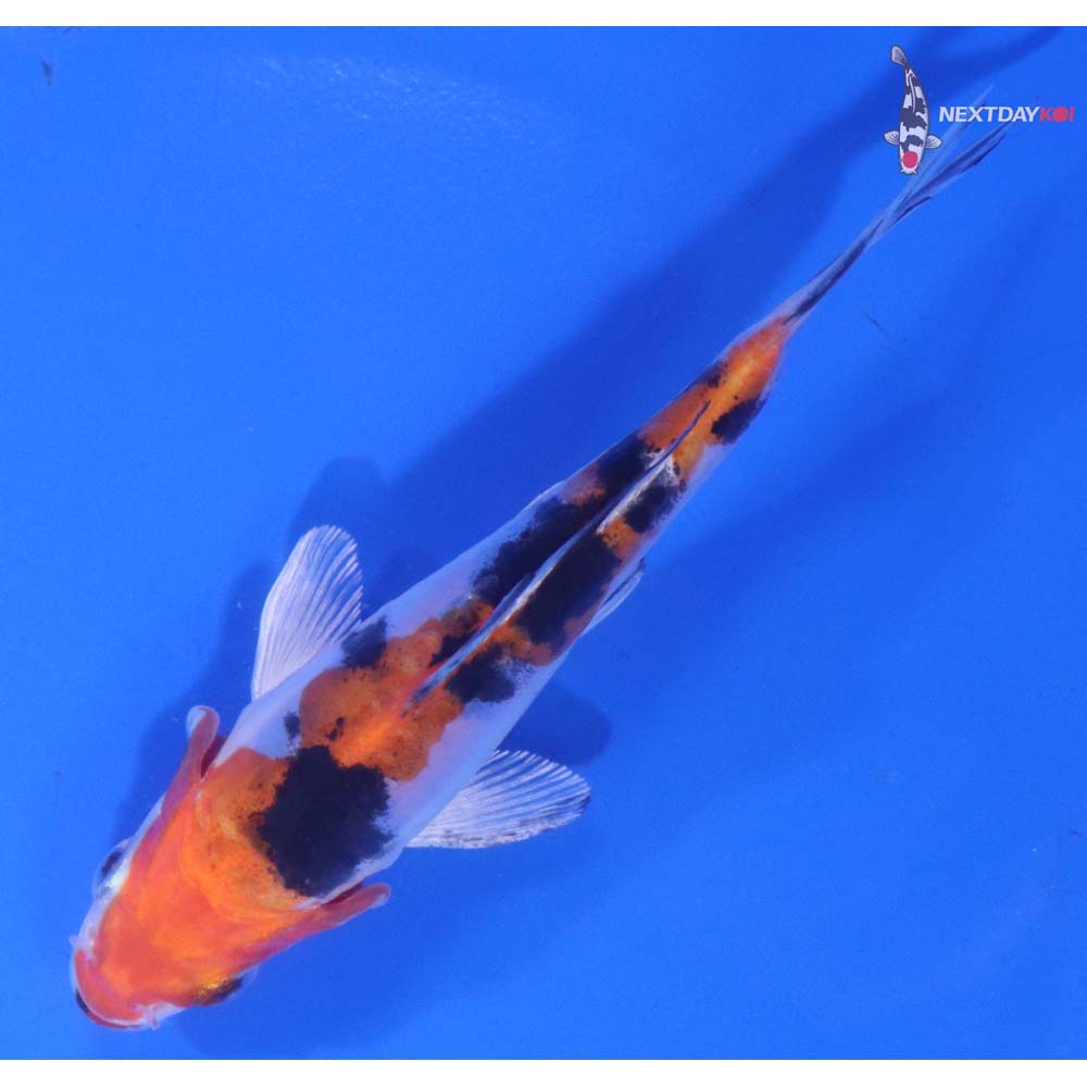 4.5” Imported Heisei Nishiki
