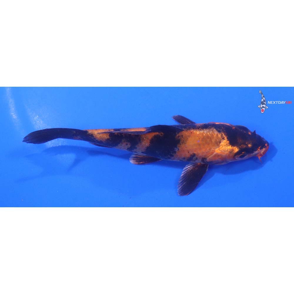 4.5” Imported Kin Hi Utsuri
