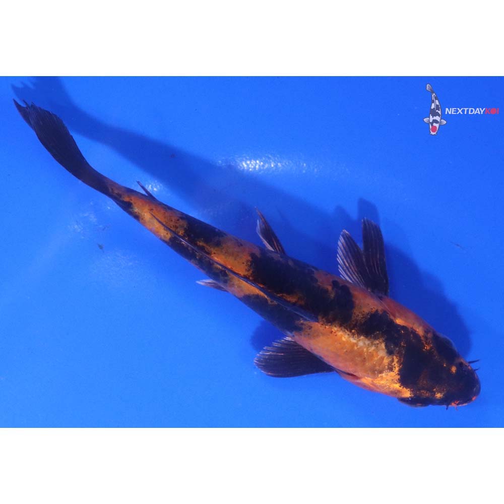 4.5” Imported Kin Hi Utsuri