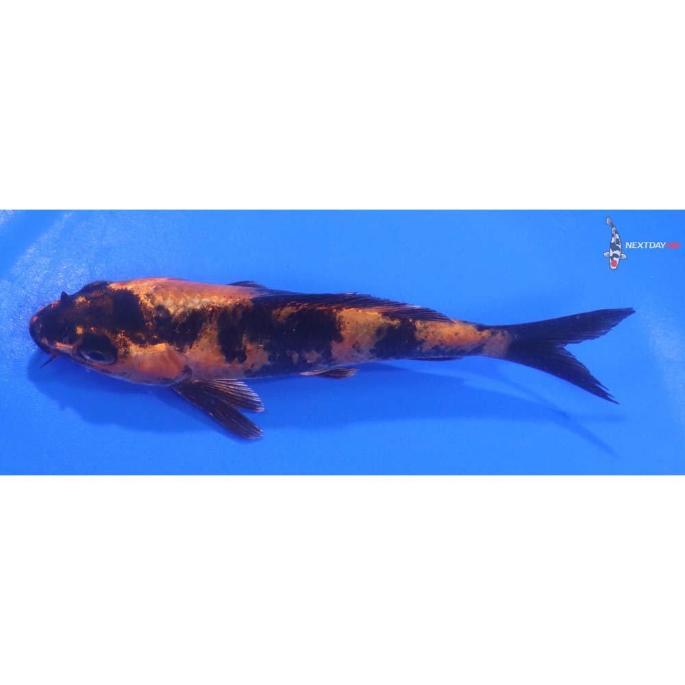 4.5” Imported Kin Hi Utsuri