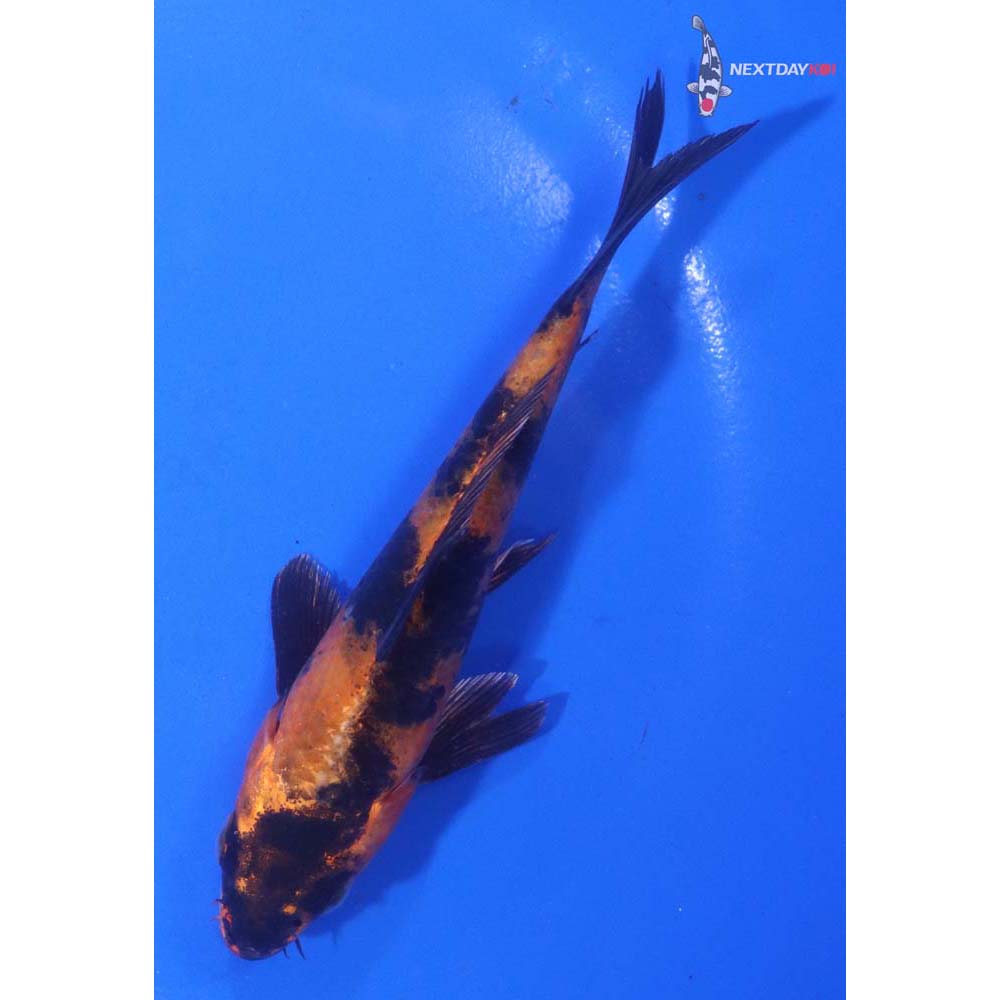 4.5” Imported Kin Hi Utsuri