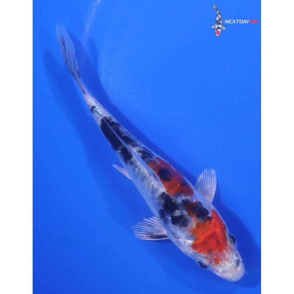 5” Imported Heisei Nishiki
