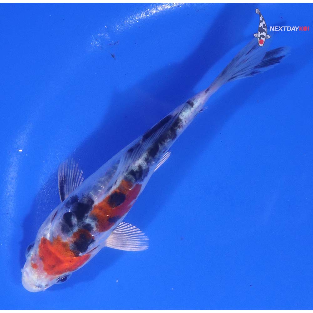 5” Imported Heisei Nishiki