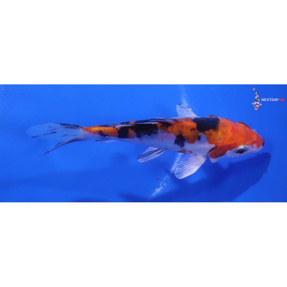 4.5” Imported Heisei Nishiki