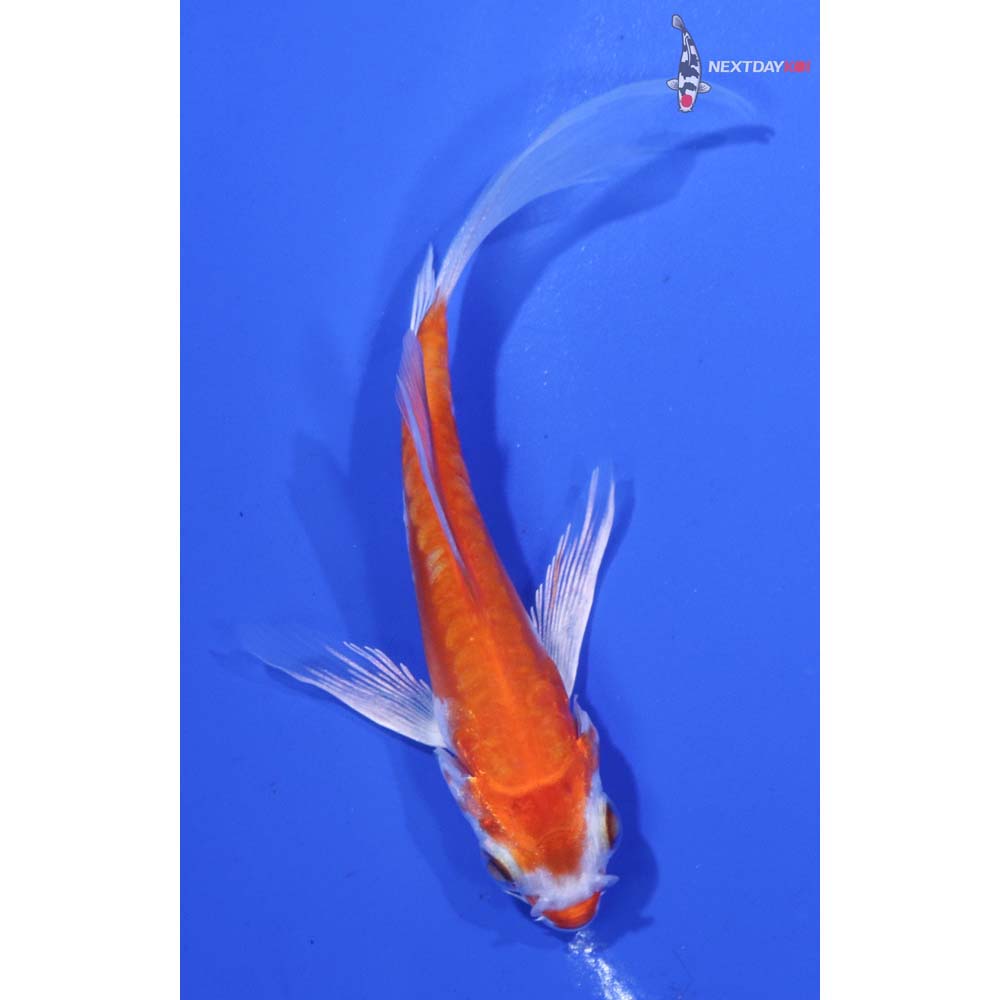 3.5” Imported Kikusui Butterfly Koi