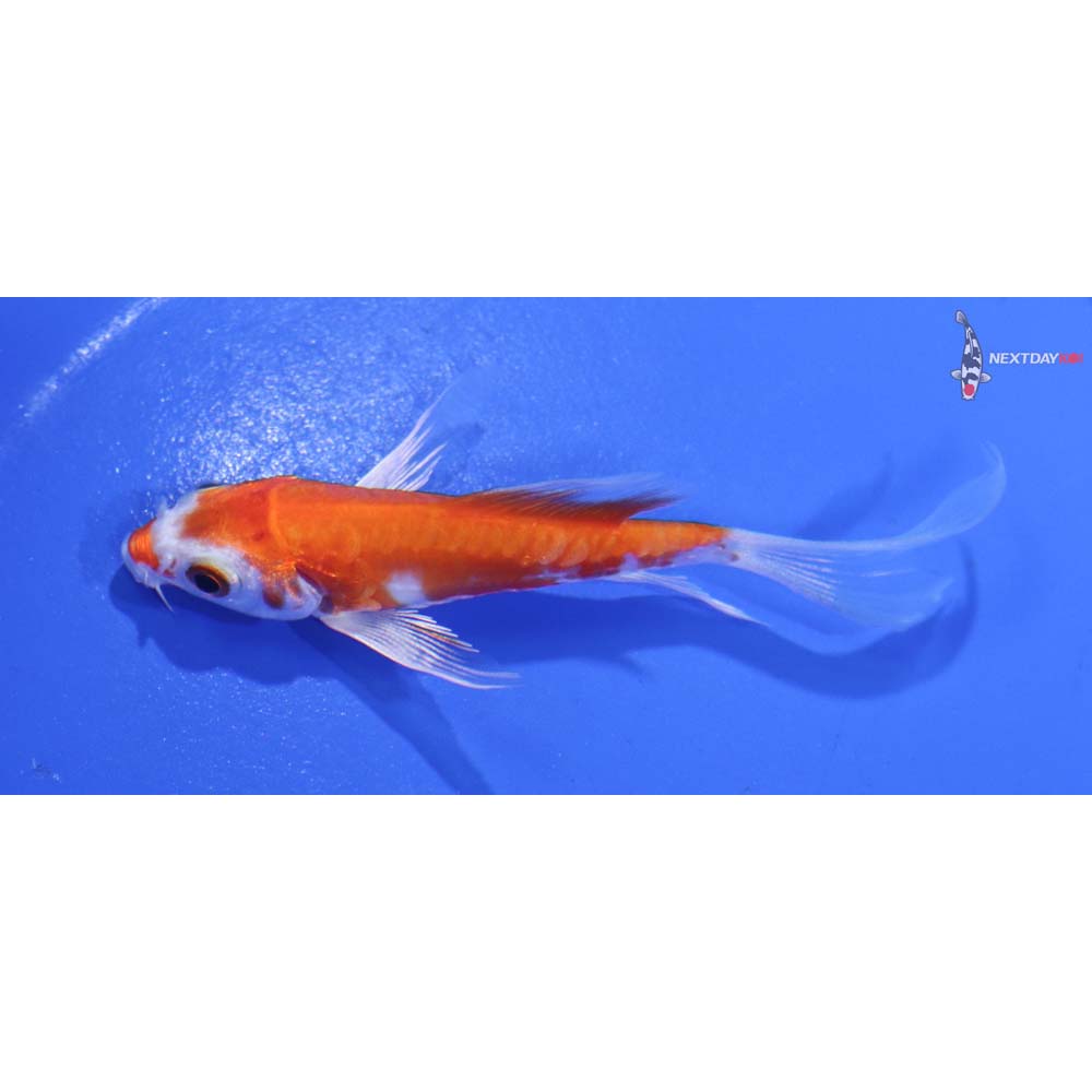 3.5” Imported Kikusui Butterfly Koi