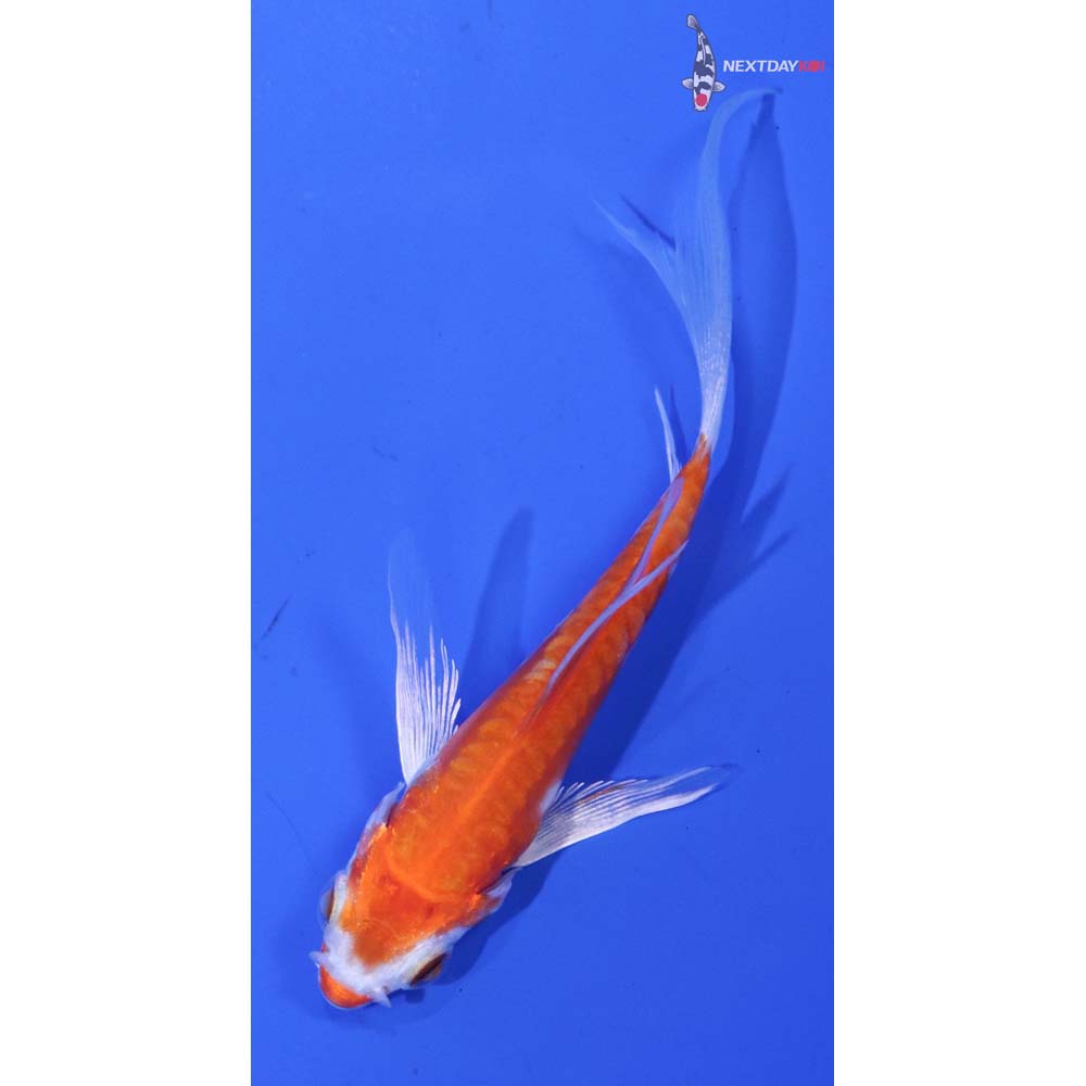 3.5” Imported Kikusui Butterfly Koi