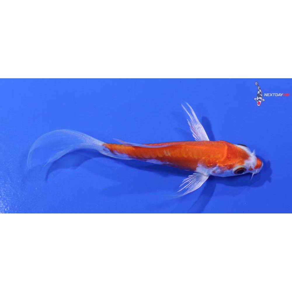3.5” Imported Kikusui Butterfly Koi