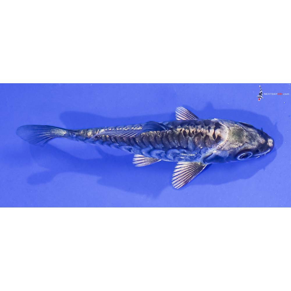 3” Imported Kikokuryu