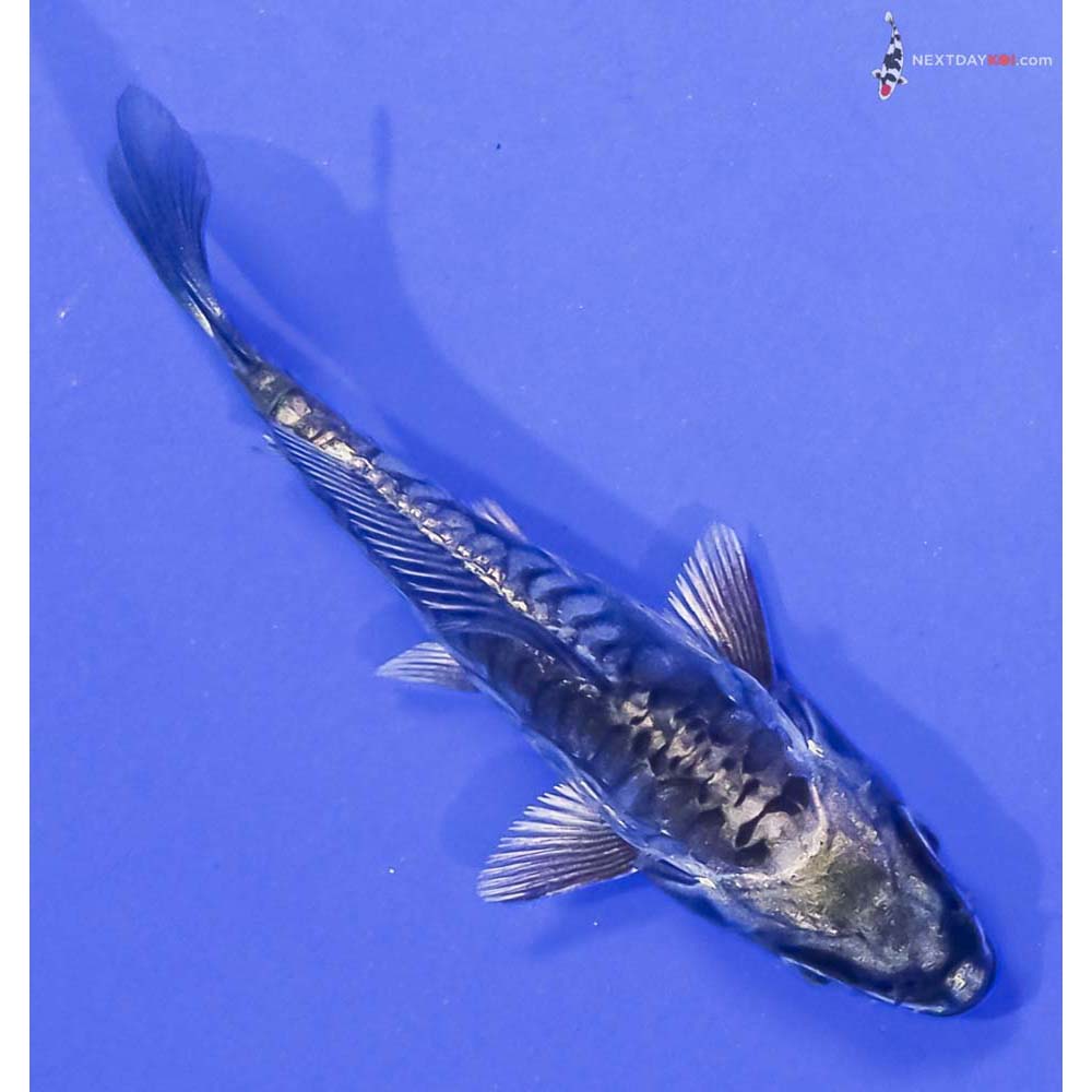 3” Imported Kikokuryu