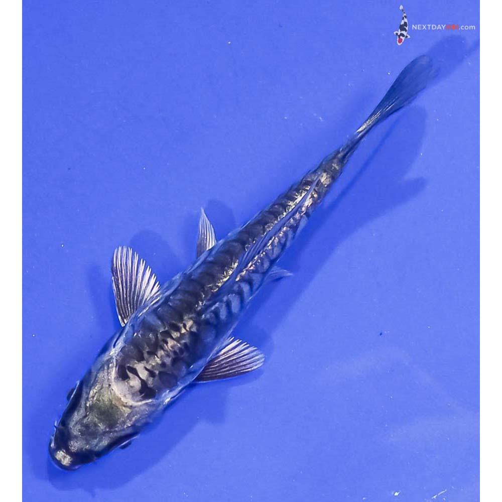3” Imported Kikokuryu