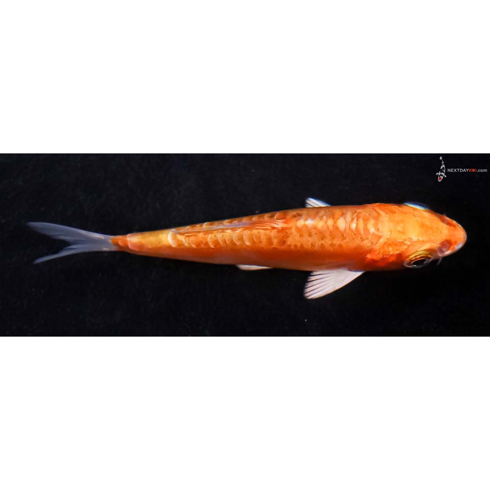 3” Imported Doitsu Orenji Ogon